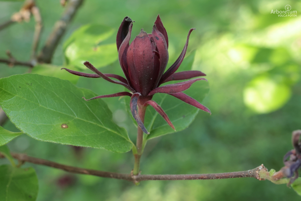 J-6-17_Calycanthus floridus_c
