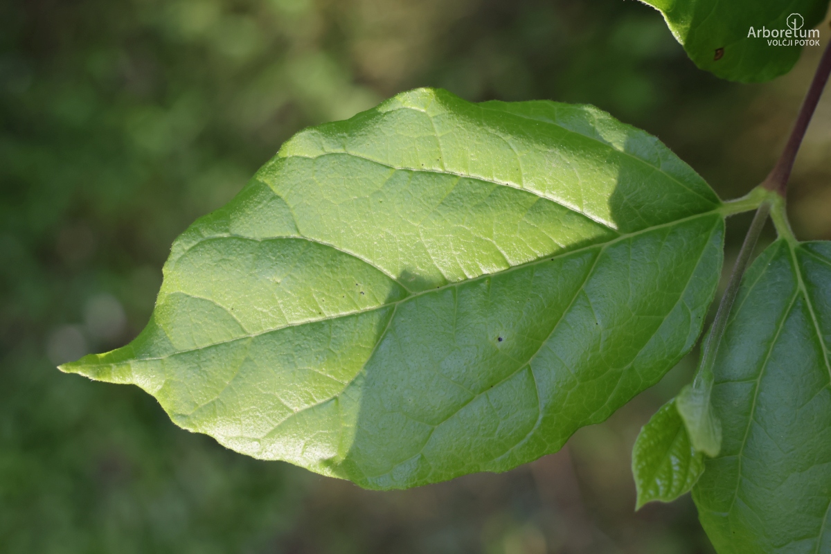 J-6-17_Calycanthus floridus_l