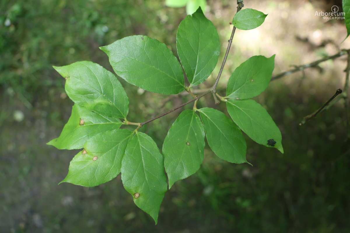 J-6-17_Calycanthus floridus_v