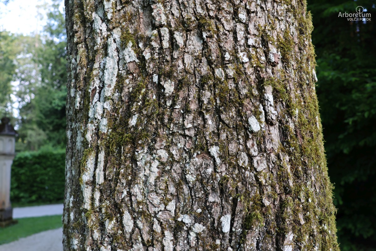 J-6-2_Quercus robur f. pendula_d