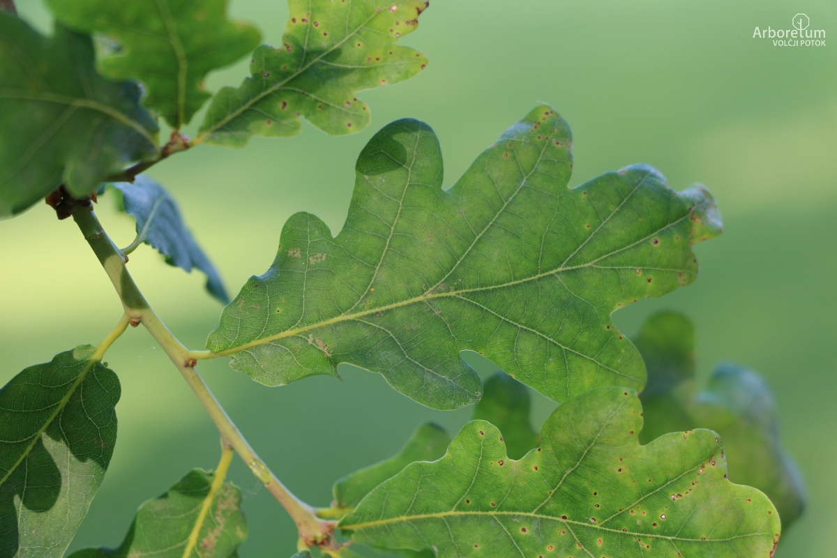 J-6-2_Quercus robur f. pendula_l