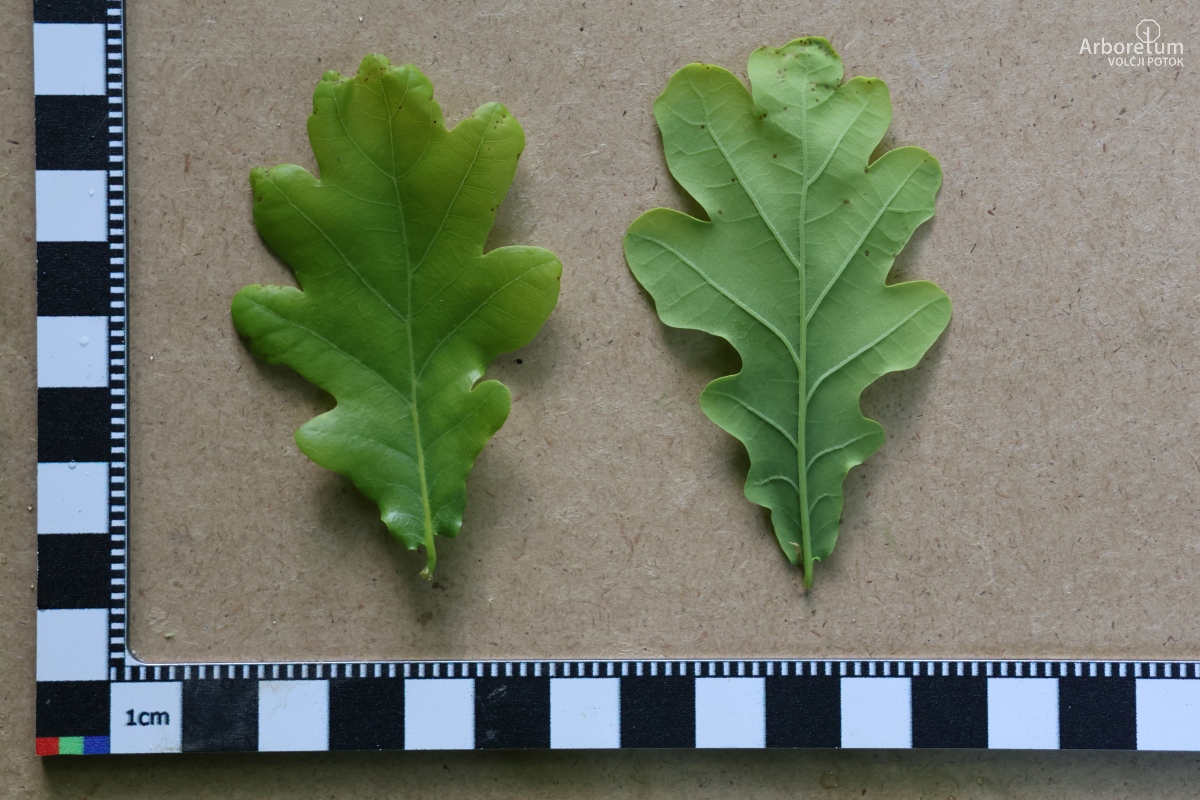 J-6-2_Quercus robur f. pendula_l5