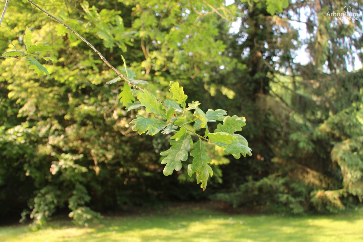J-6-2_Quercus robur f. pendula_v