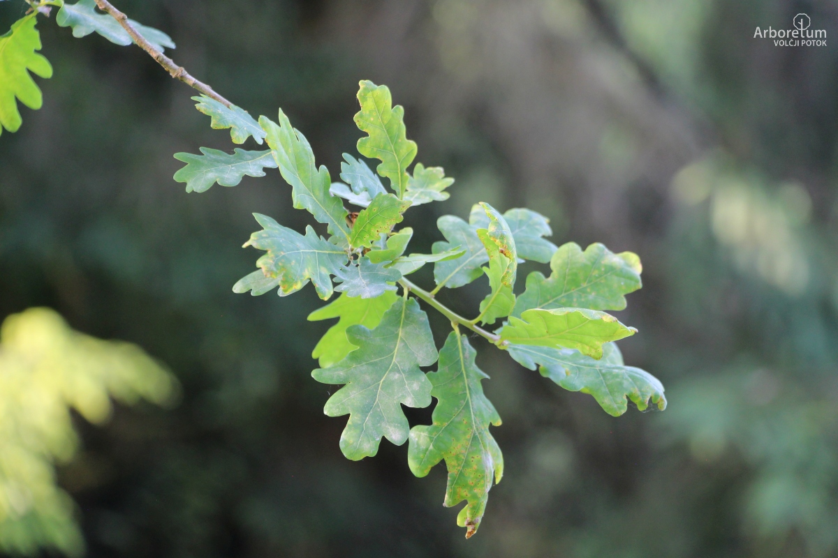 J-6-2_Quercus robur f. pendula_v2
