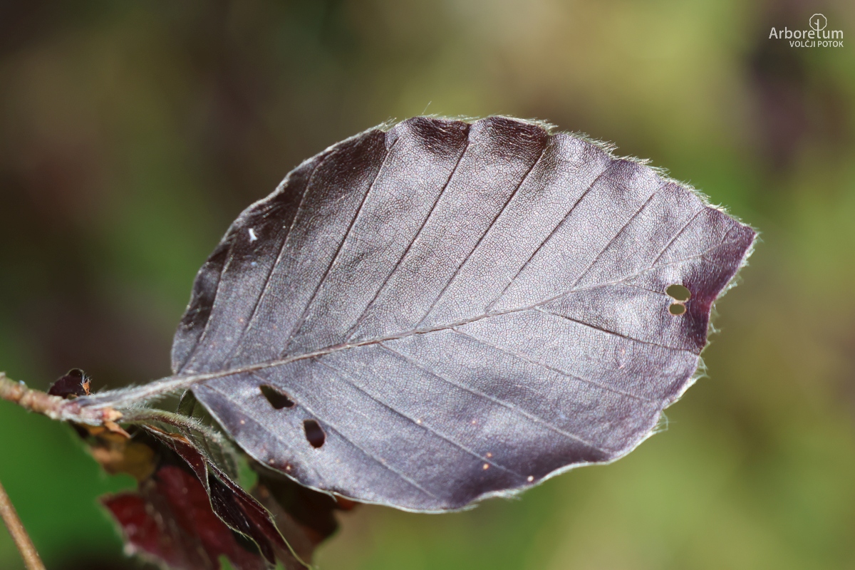 J-7-24_Fagus sylvatica ‘Black Swan’_l