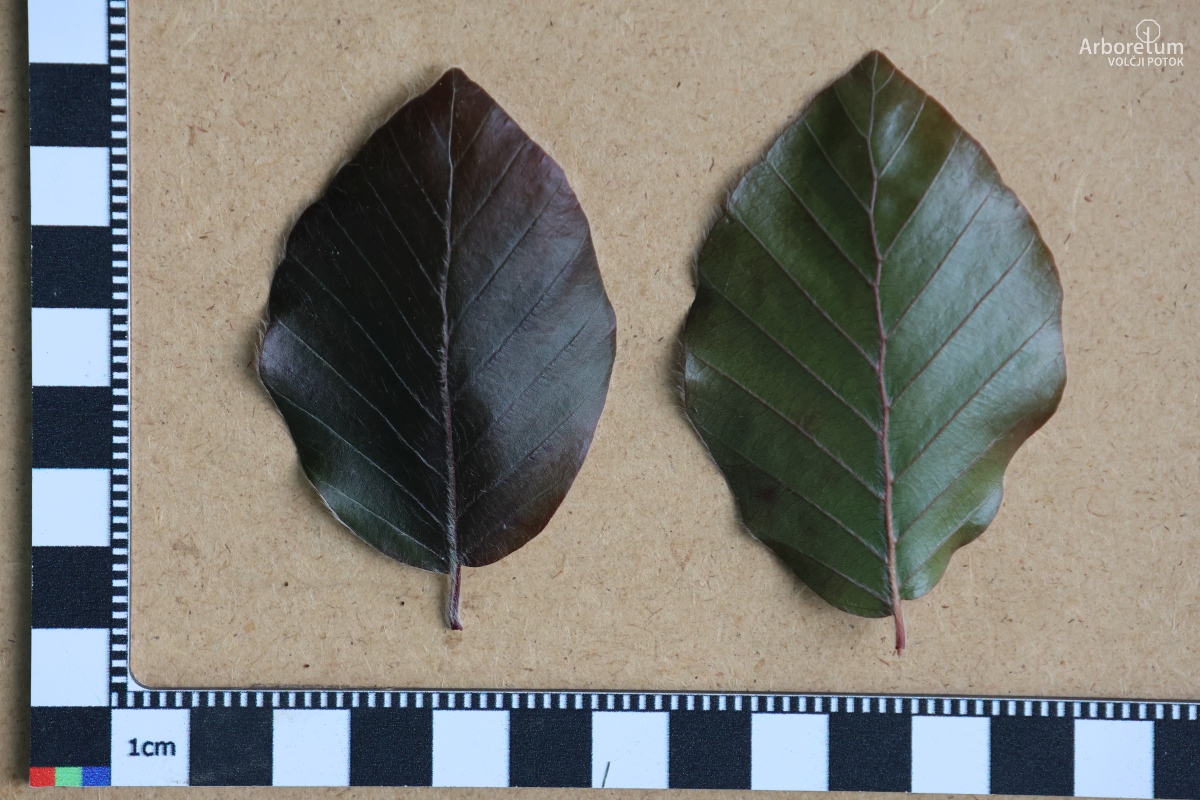 J-7-24_Fagus sylvatica ‘Black Swan’_l7