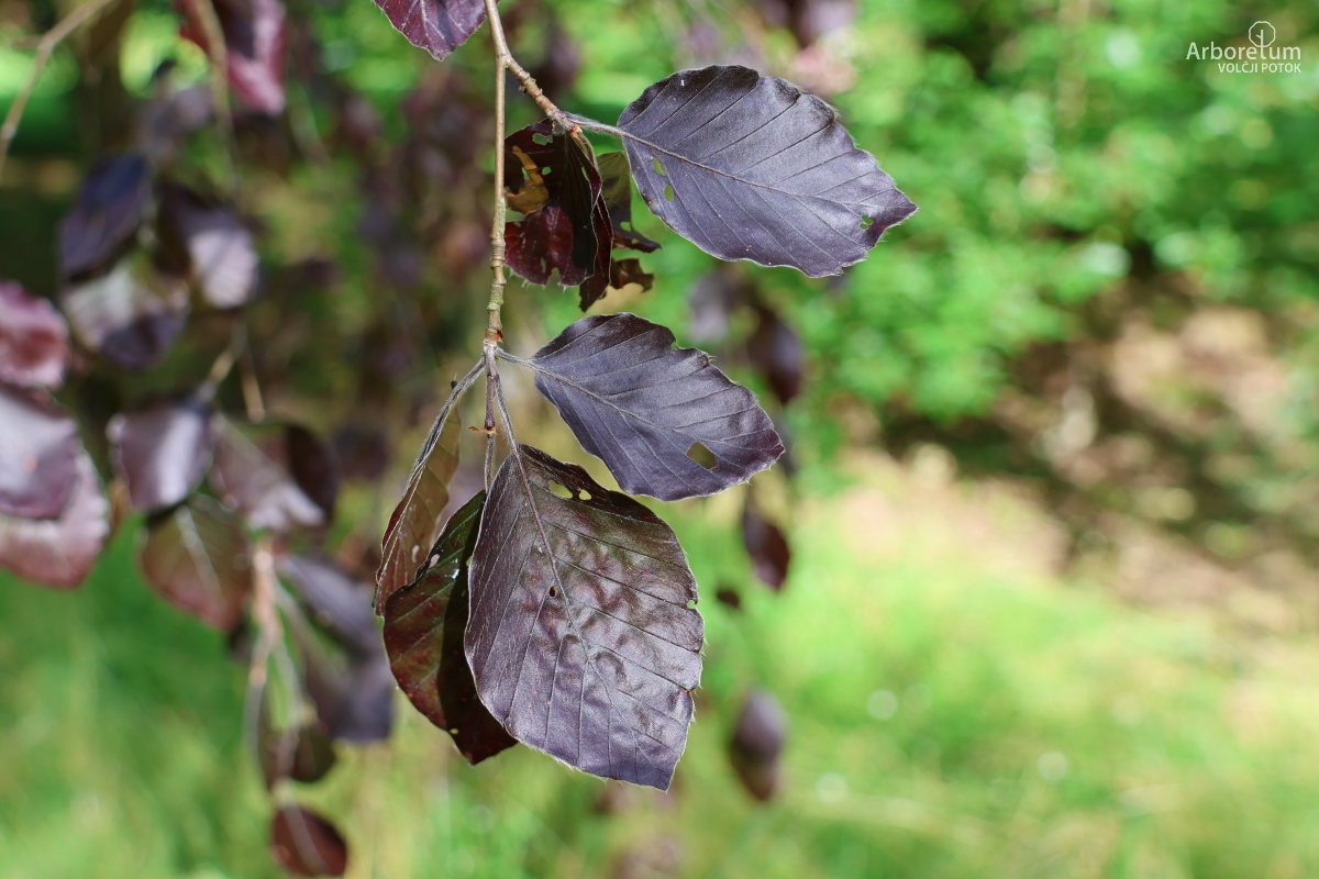 J-7-24_Fagus sylvatica ‘Black Swan’_v