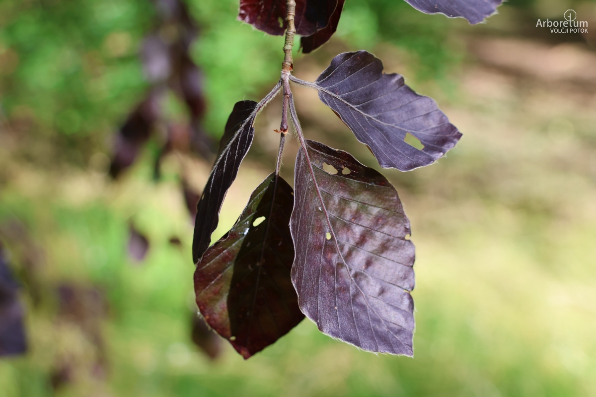 J-7-24_Fagus sylvatica ‘Black Swan’_v2
