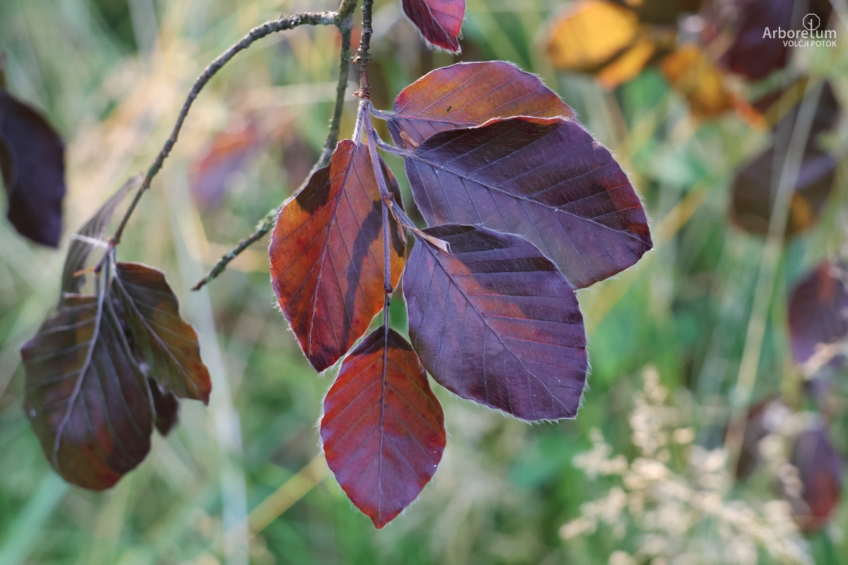 J-7-24_Fagus sylvatica ‘Black Swan’_v6
