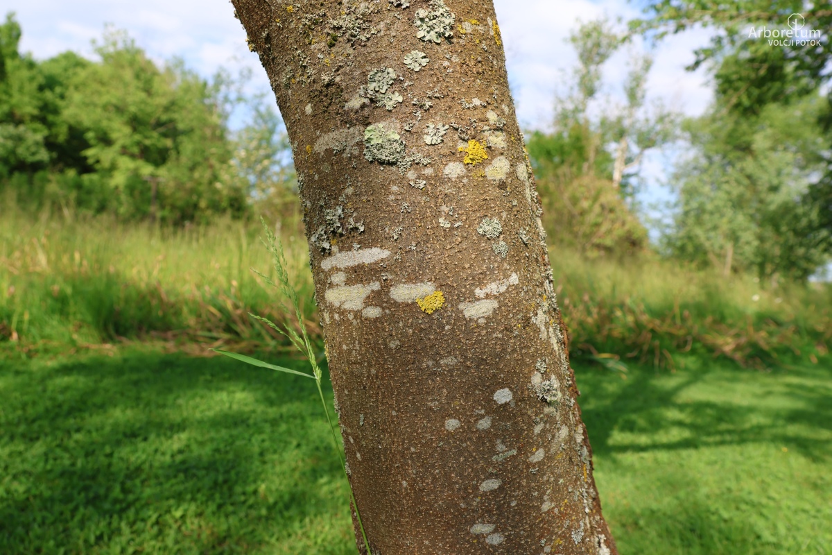 K-1-33_Tetradium daniellii_d