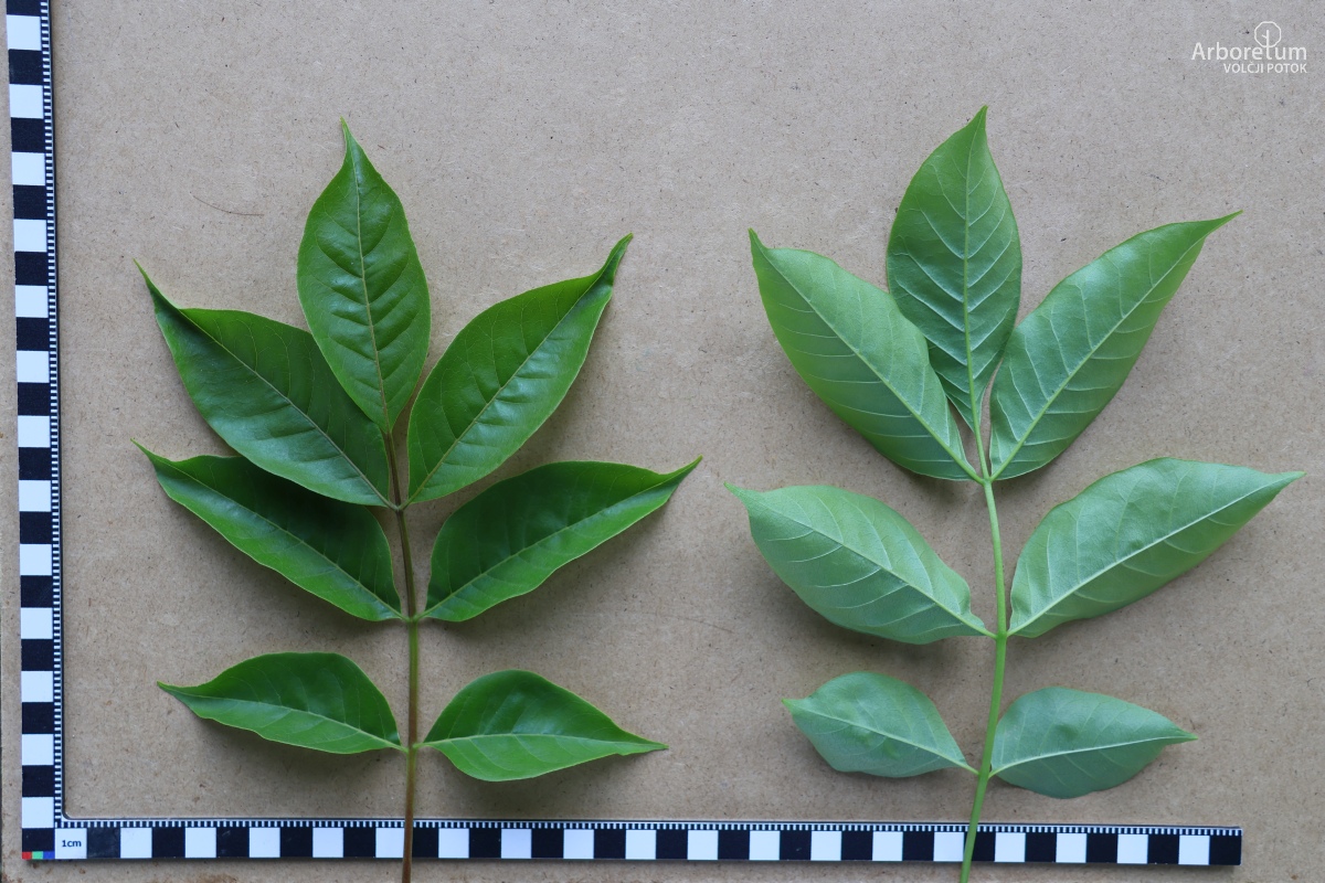 K-1-33_Tetradium daniellii_l5