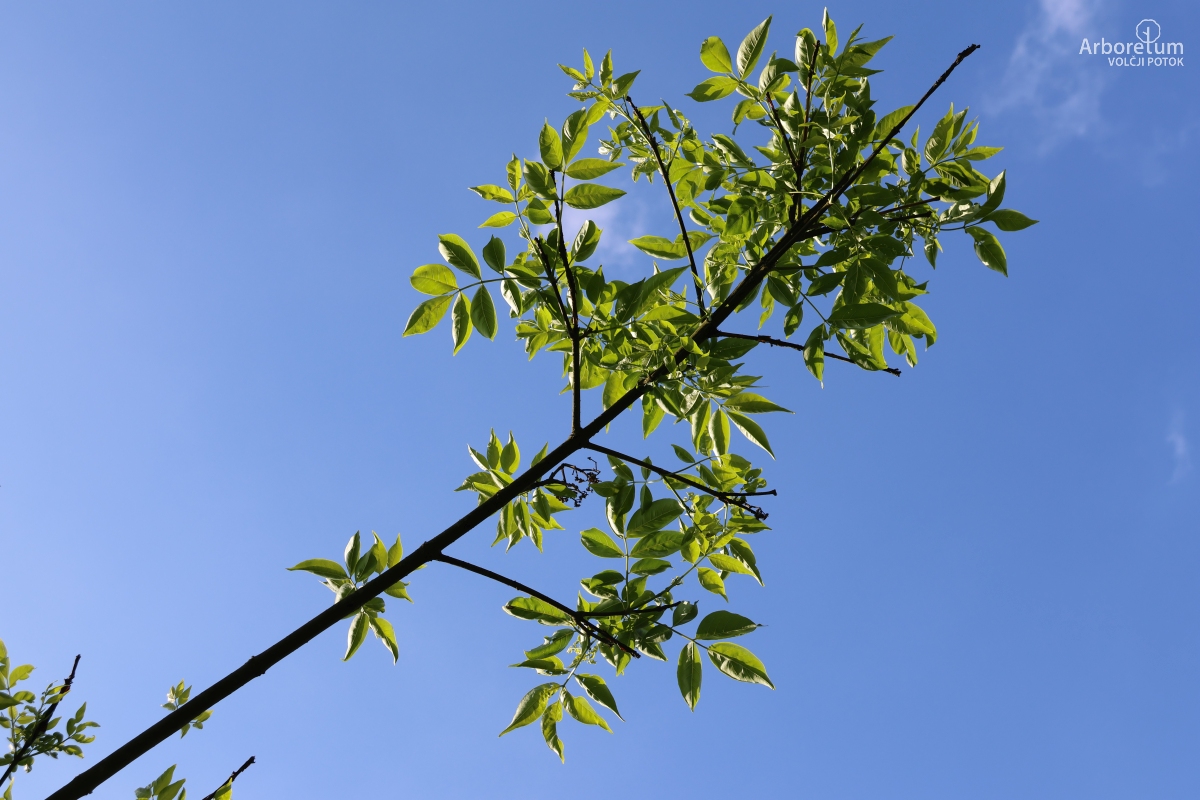 K-1-33_Tetradium daniellii_v