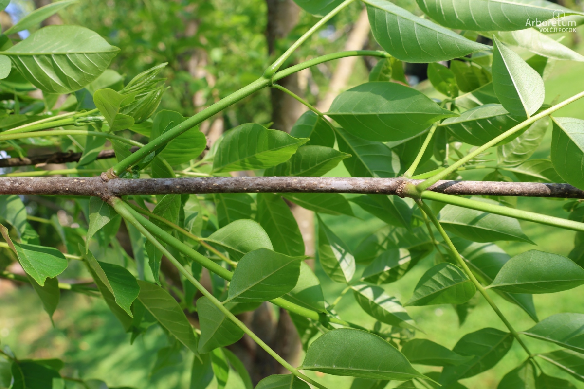 K-1-33_Tetradium daniellii_v2