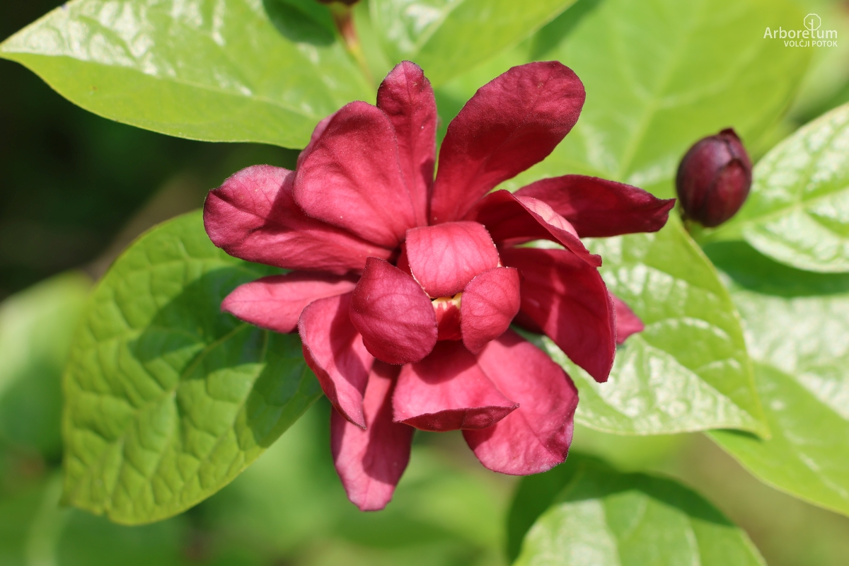K-1-34_Calycanthus × raulstonii ‘Hartlage Wine’_c