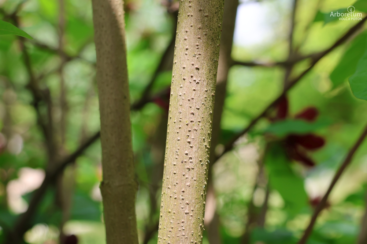 K-1-34_Calycanthus × raulstonii ‘Hartlage Wine’_d