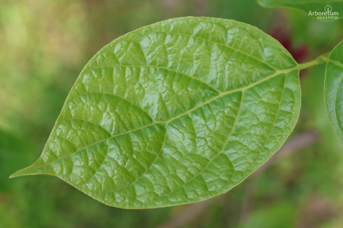 K-1-34_Calycanthus × raulstonii ‘Hartlage Wine’_l