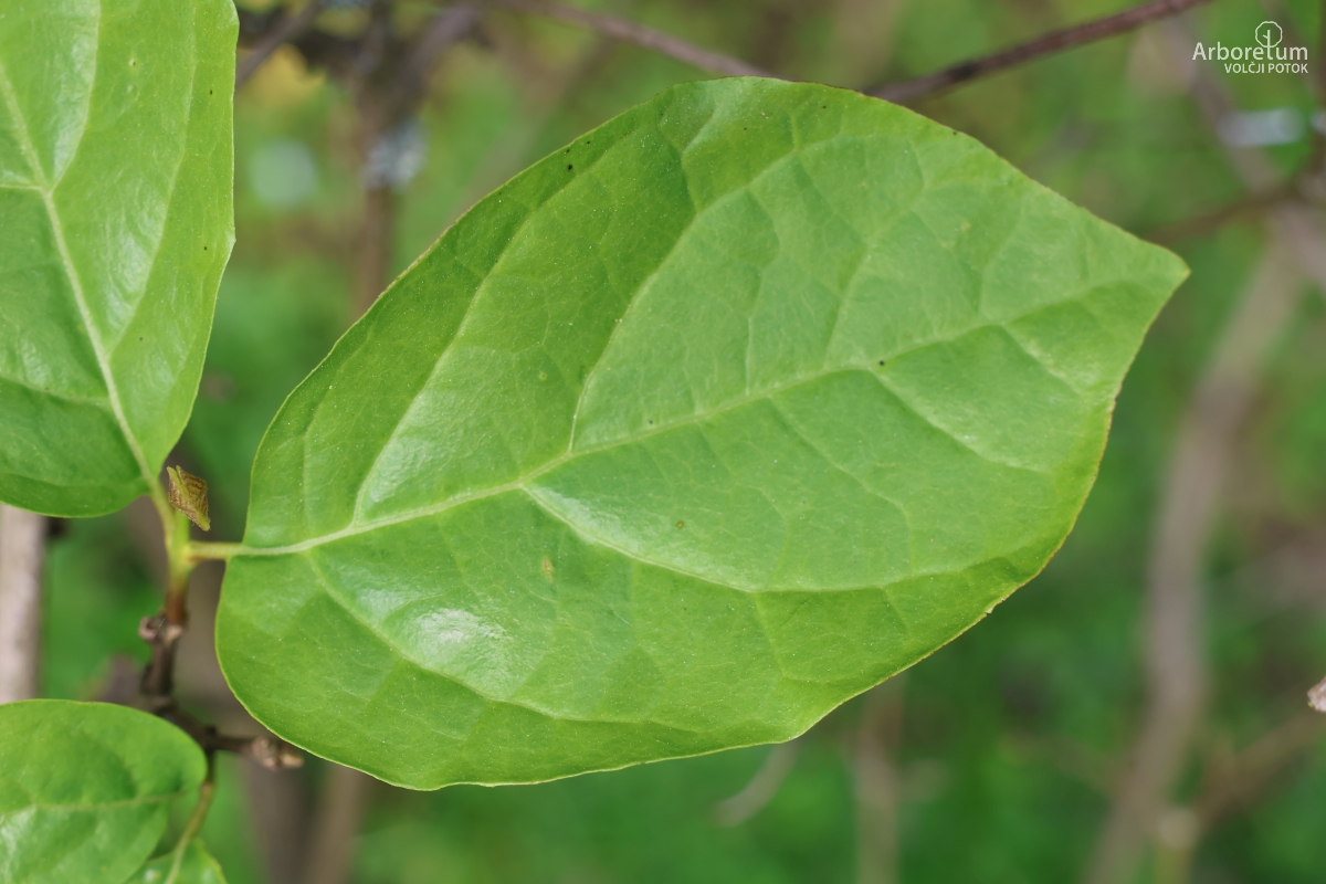 K-1-34_Calycanthus × raulstonii ‘Hartlage Wine’_l2