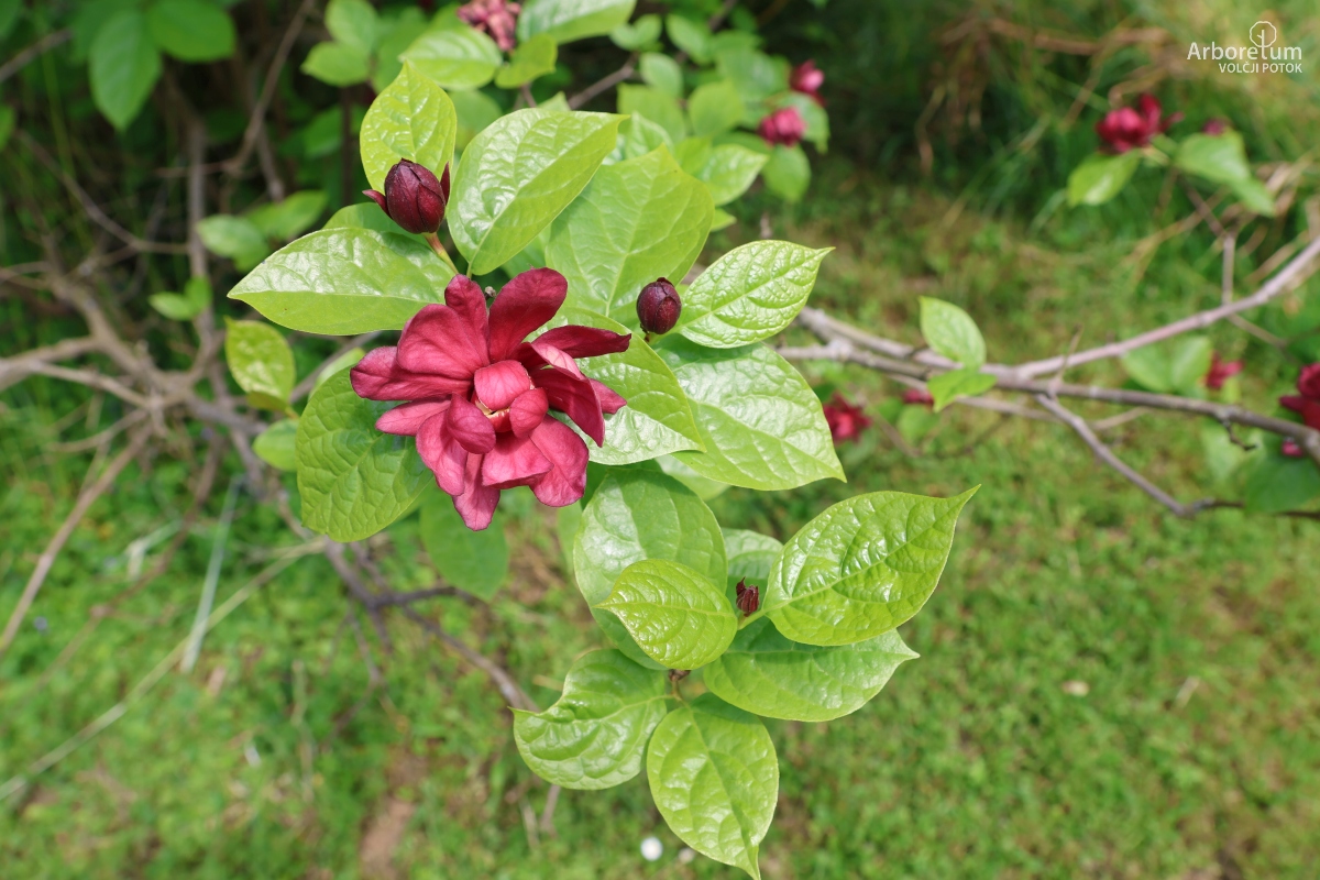 K-1-34_Calycanthus × raulstonii ‘Hartlage Wine’_v
