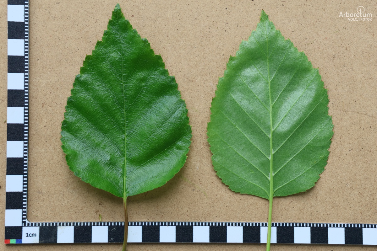K-1-35_Betula utilis ‘Doorenbos’_l5
