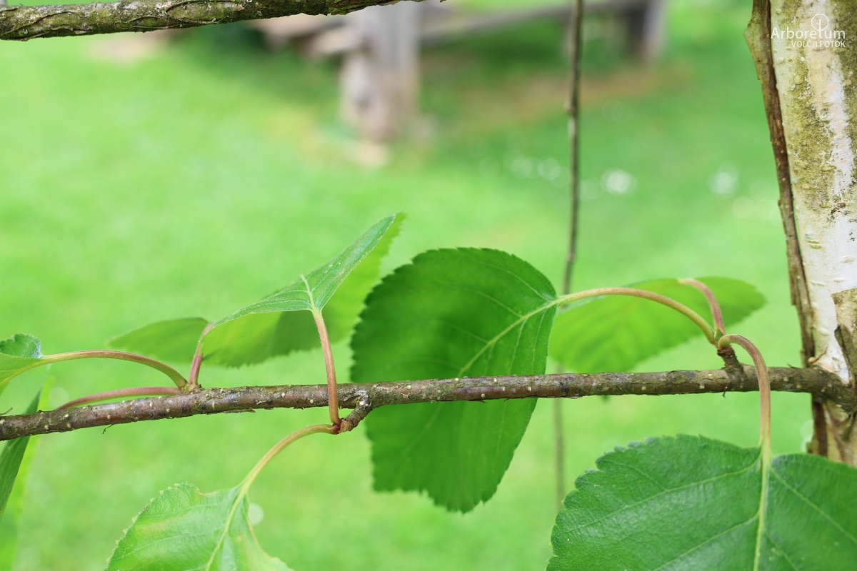 K-1-35_Betula utilis ‘Doorenbos’_v2