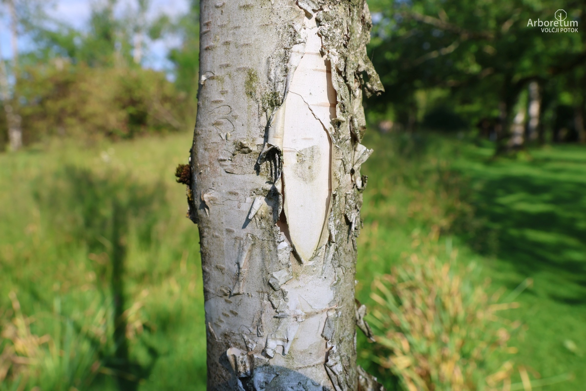 K-1-37_Betula albosinensis var. septentrionalis_d