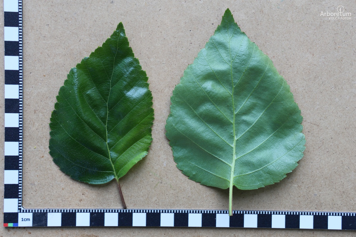 K-1-37_Betula albosinensis var. septentrionalis_l