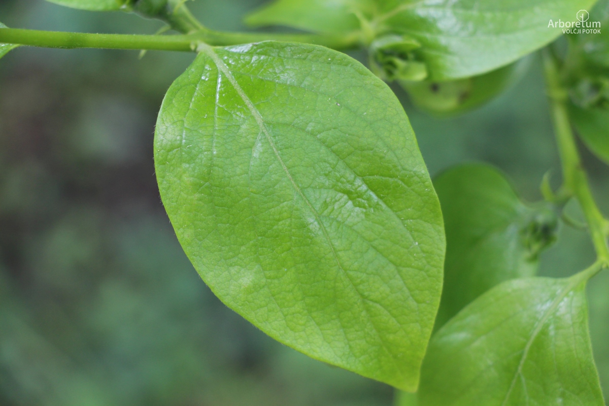 K-1-45_Diospyros kaki ‘Tipo’_l