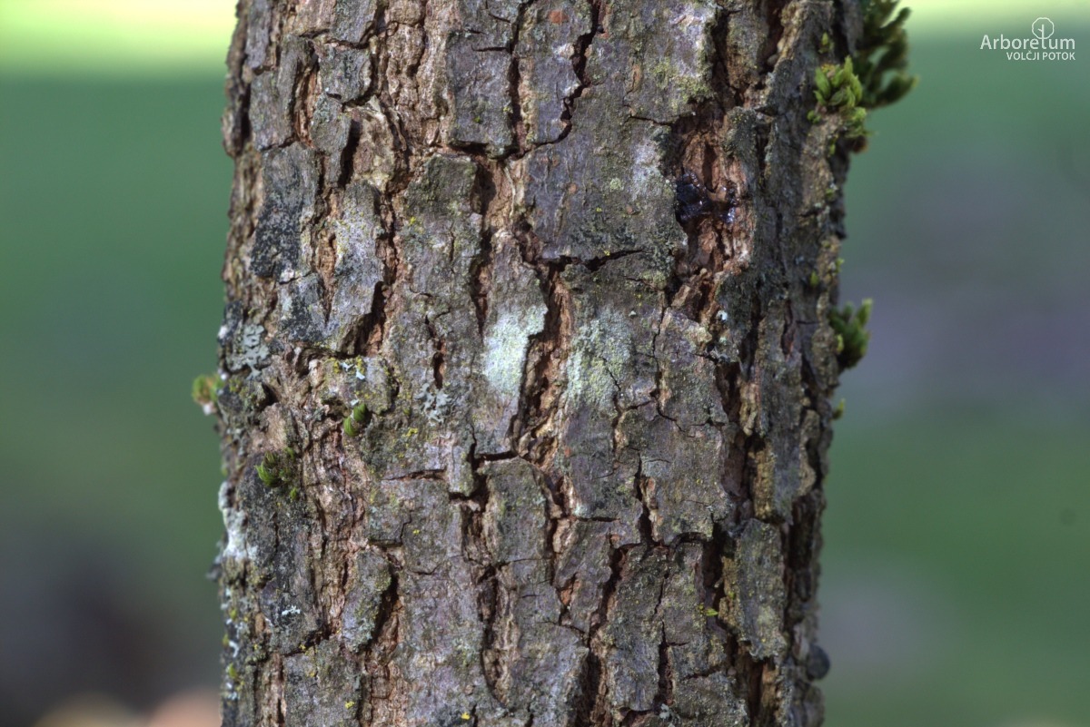 K-1-48_Diospyros kaki ‘Tipo’_d6