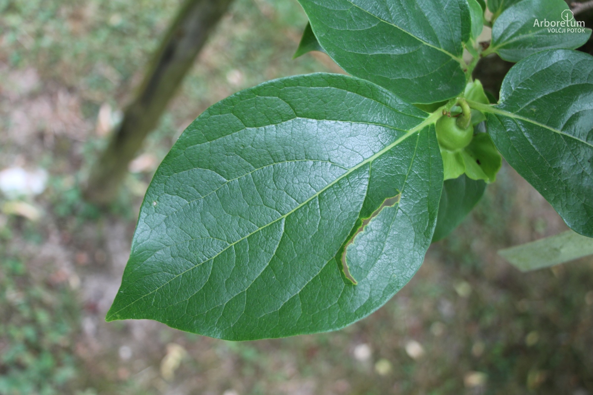 K-1-48_Diospyros kaki ‘Tipo’_l