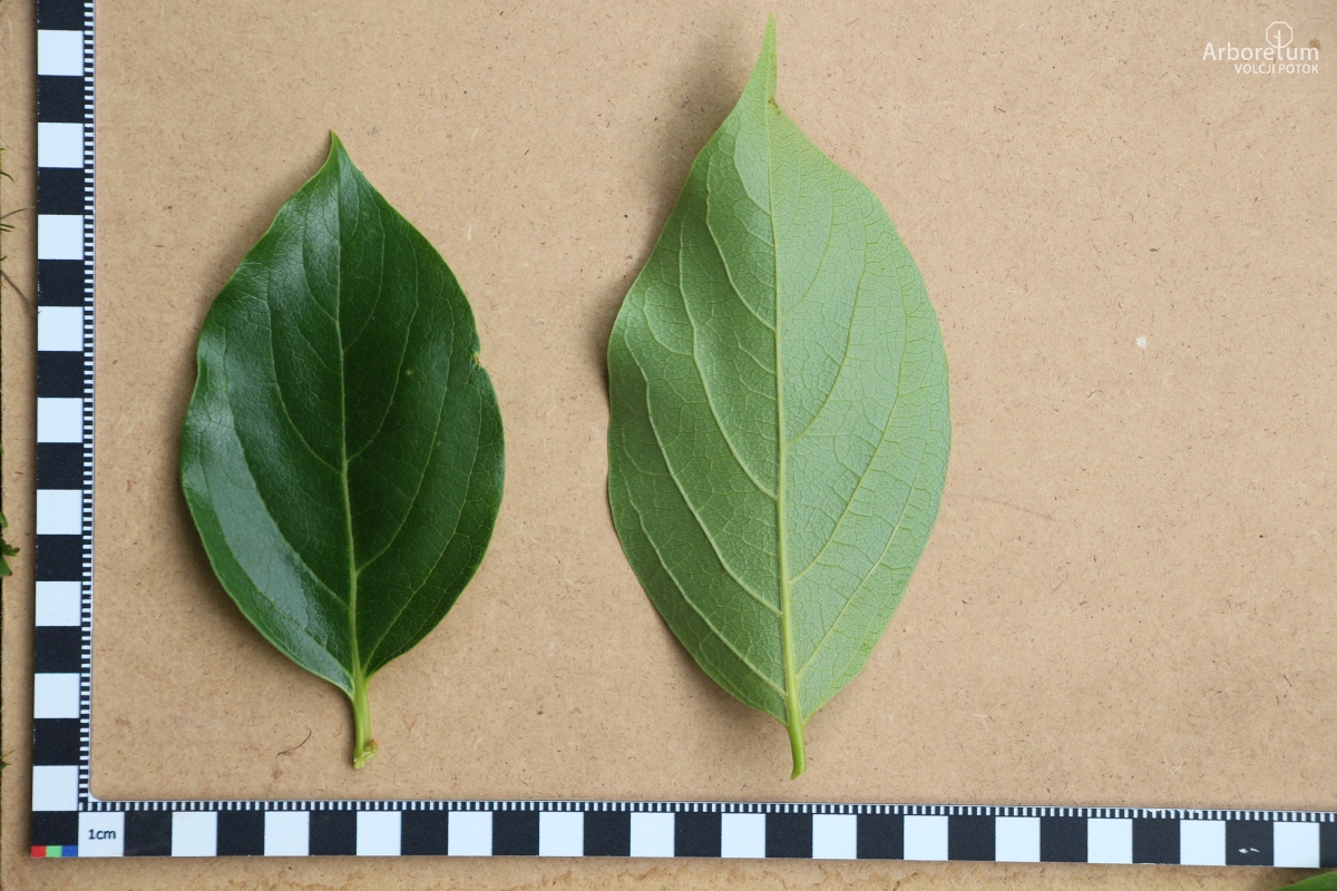 K-1-48_Diospyros kaki ‘Tipo’_l5