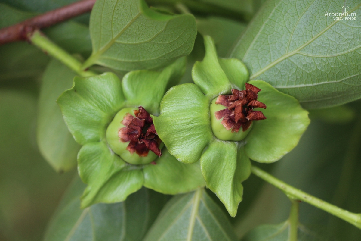 K-1-48_Diospyros kaki ‘Tipo’_p