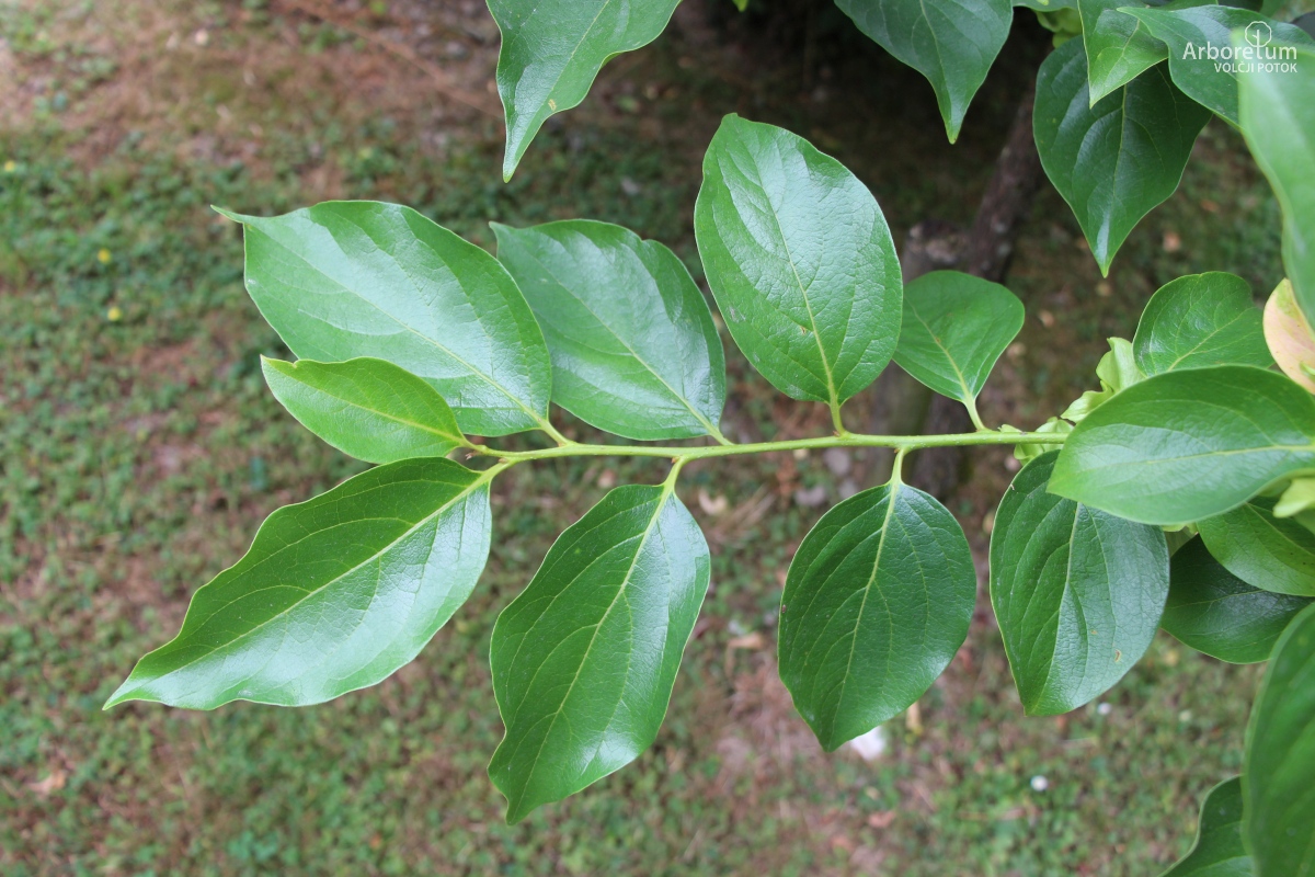 K-1-48_Diospyros kaki ‘Tipo’_v