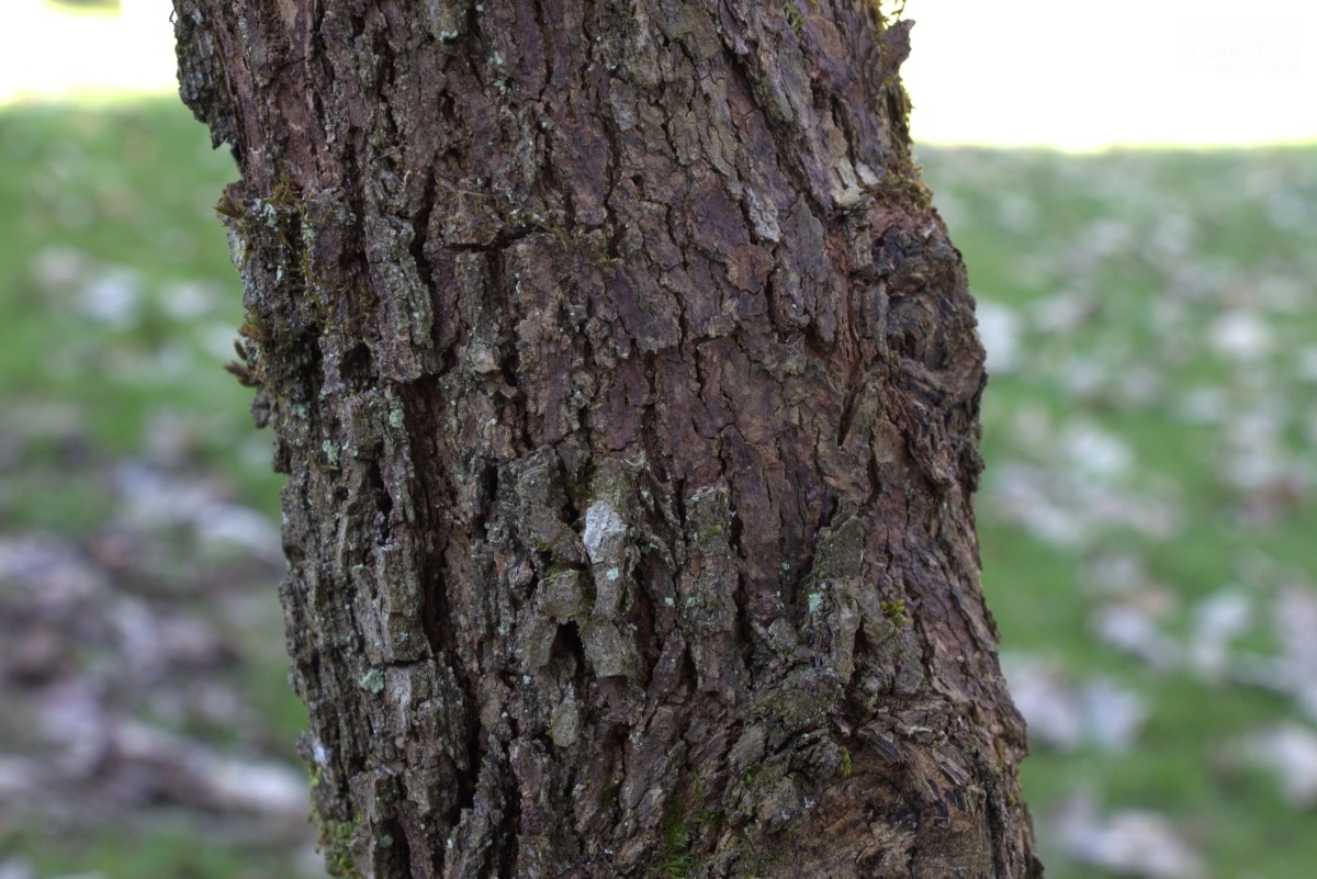 K-1-49_Diospyros kaki ‘Vaniglia’_d6