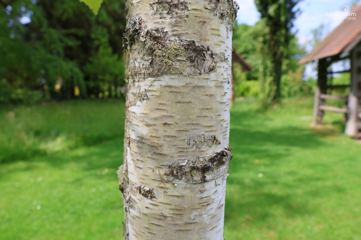 K-1-56_Betula utilis_d