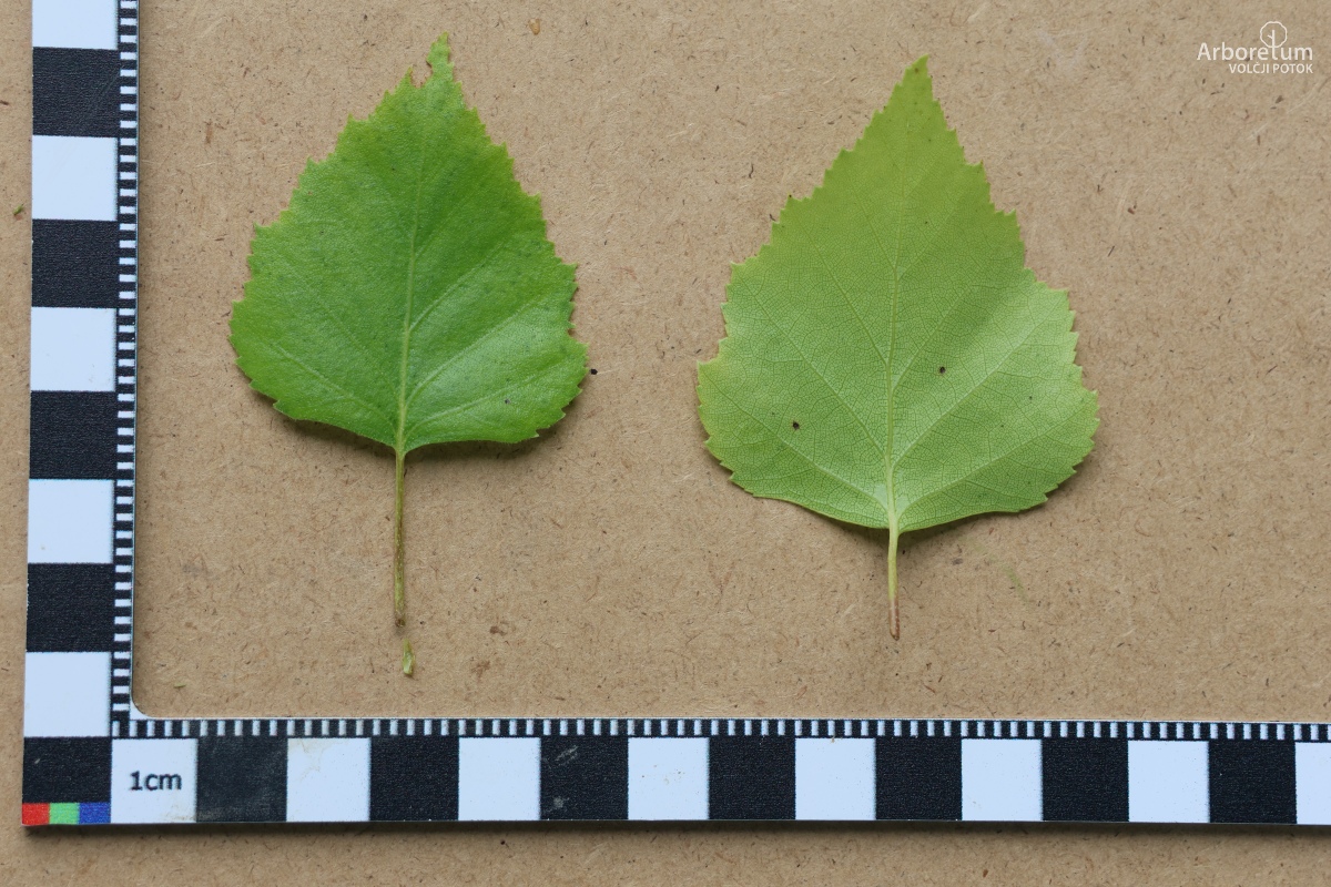 K-1-56_Betula utilis_l5