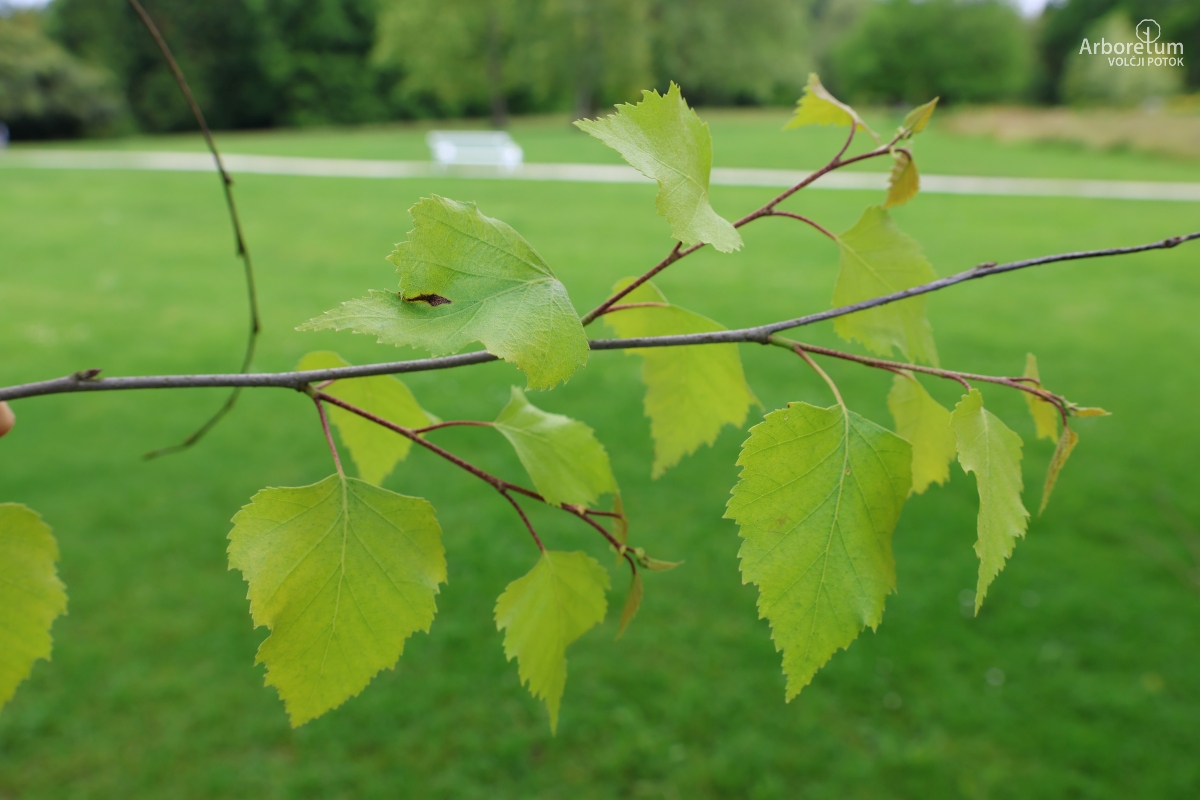 K-1-56_Betula utilis_v