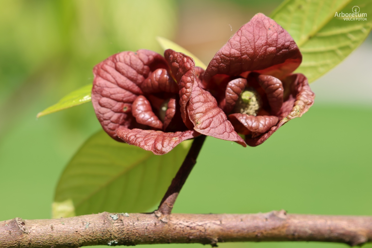 K-1-59_Asimina triloba_c