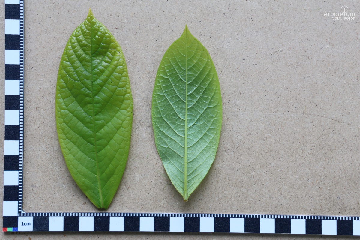 K-1-60_Asimina triloba_l5