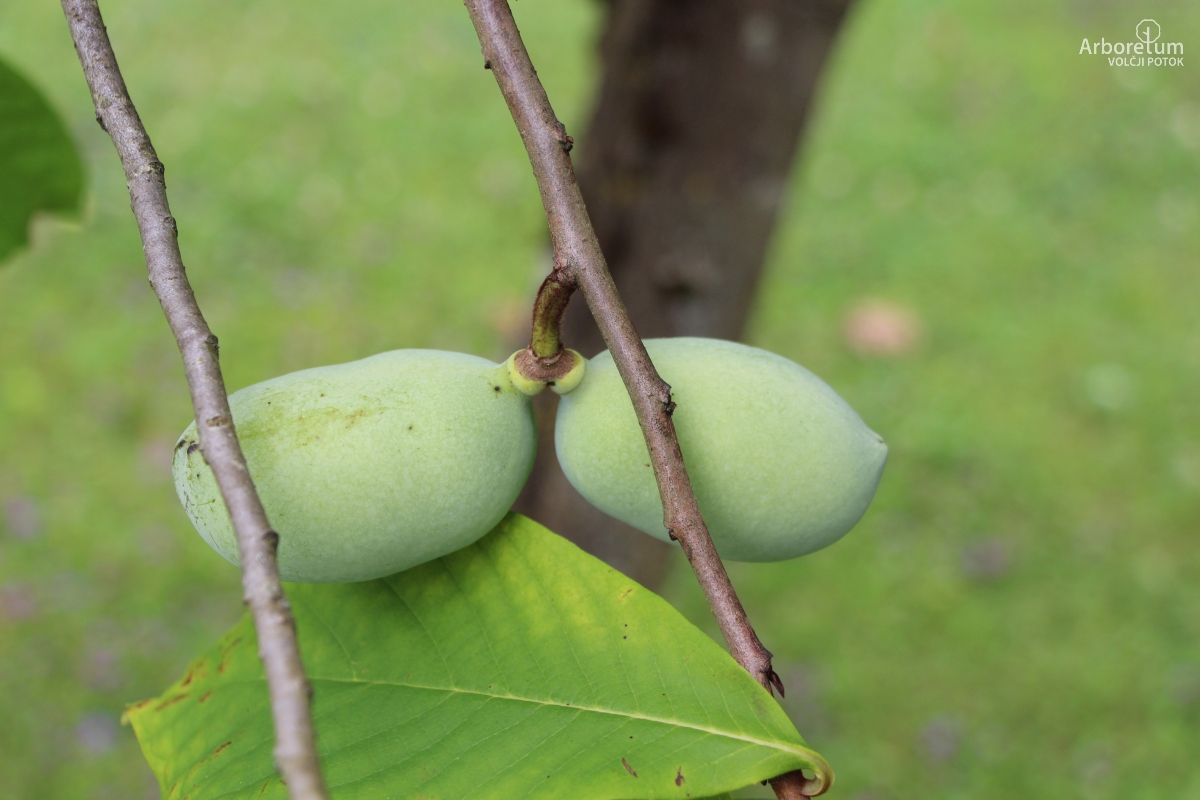 K-1-60_Asimina triloba_p