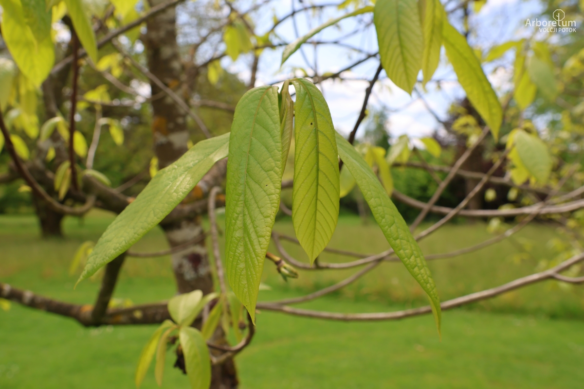 K-1-60_Asimina triloba_v