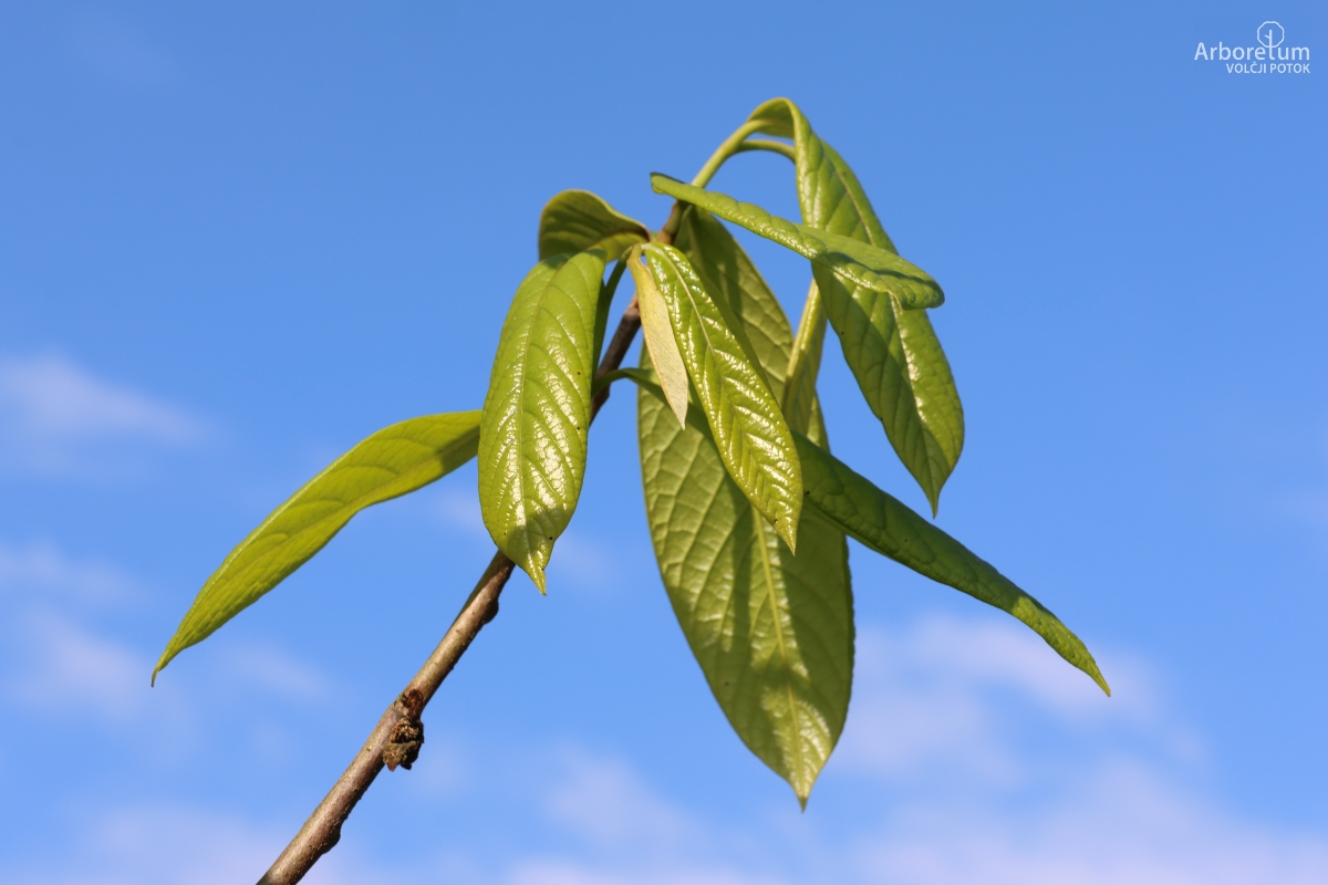 K-1-60_Asimina triloba_v2