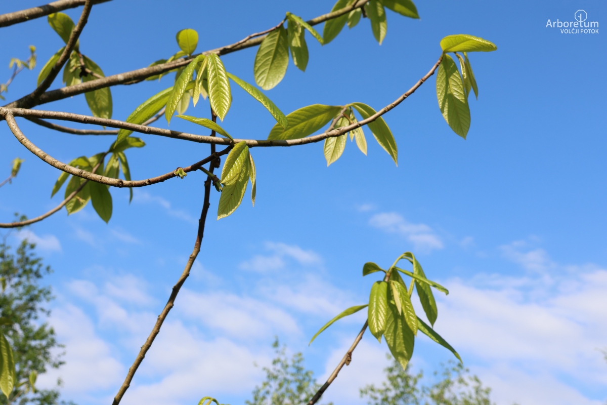 K-1-60_Asimina triloba_v3