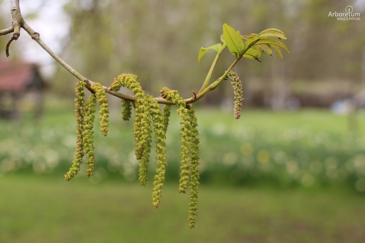 K-1-62_Pterocarya stenoptera_c5