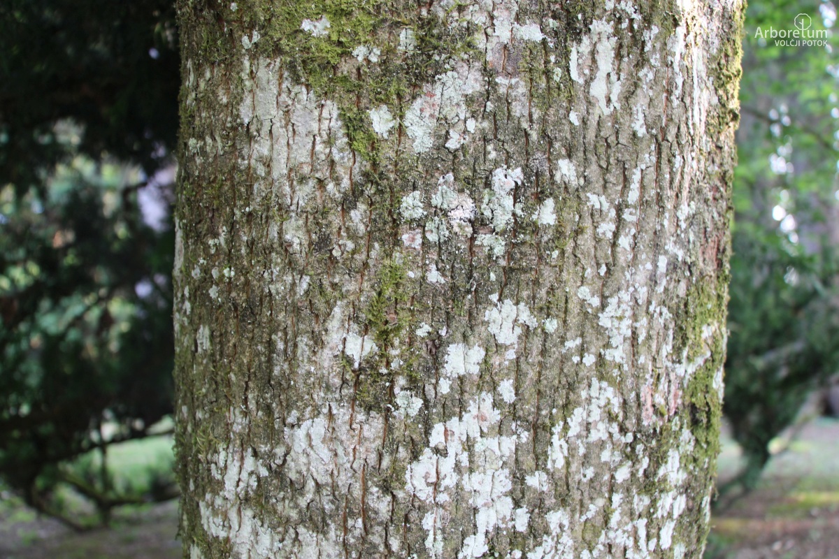 K-2-135_Acer platanoides ‘Dissectum’_d