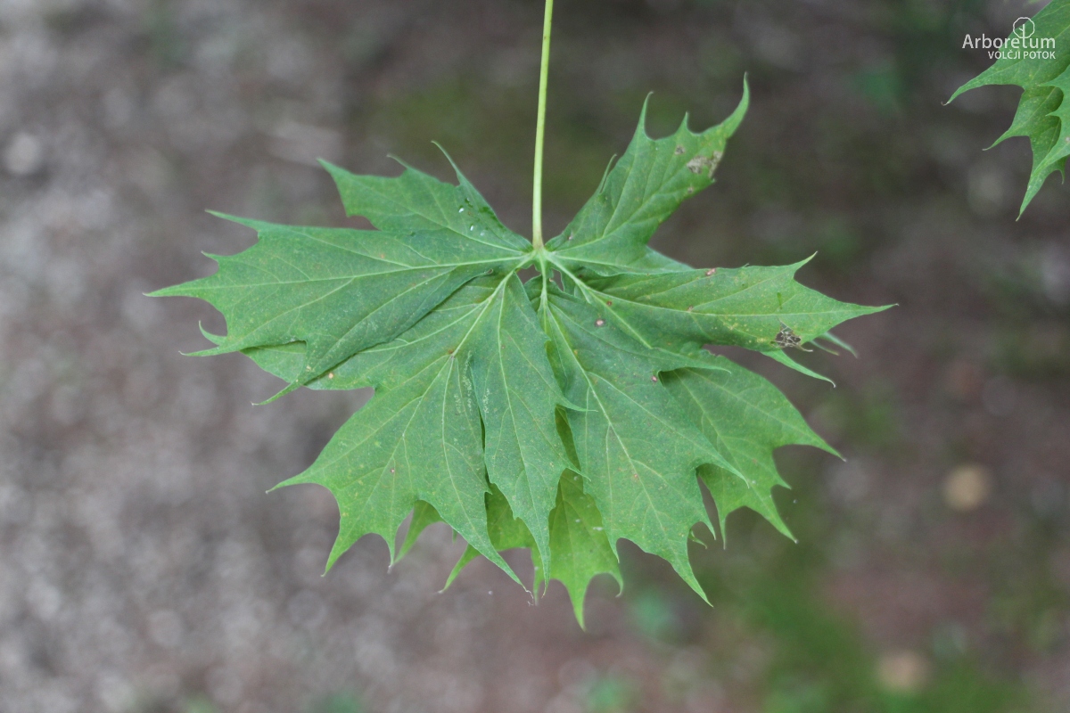 K-2-135_Acer platanoides ‘Dissectum’_l