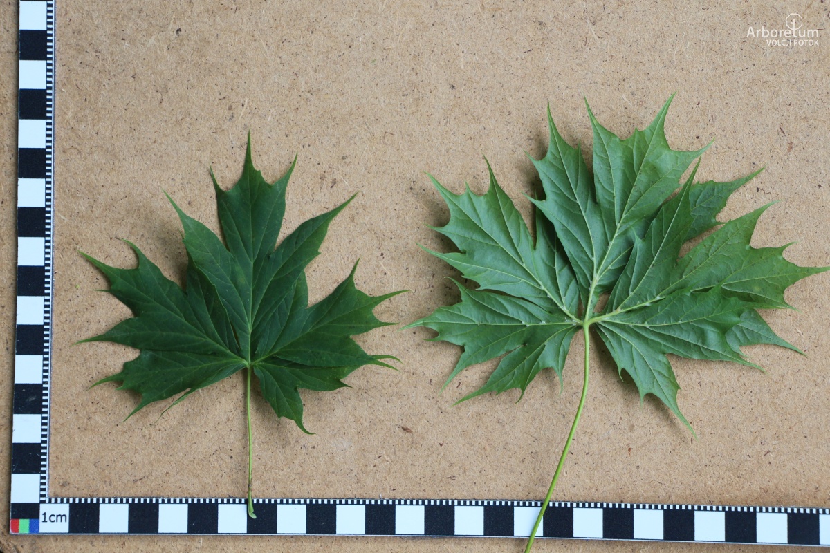 K-2-135_Acer platanoides ‘Dissectum’_l5