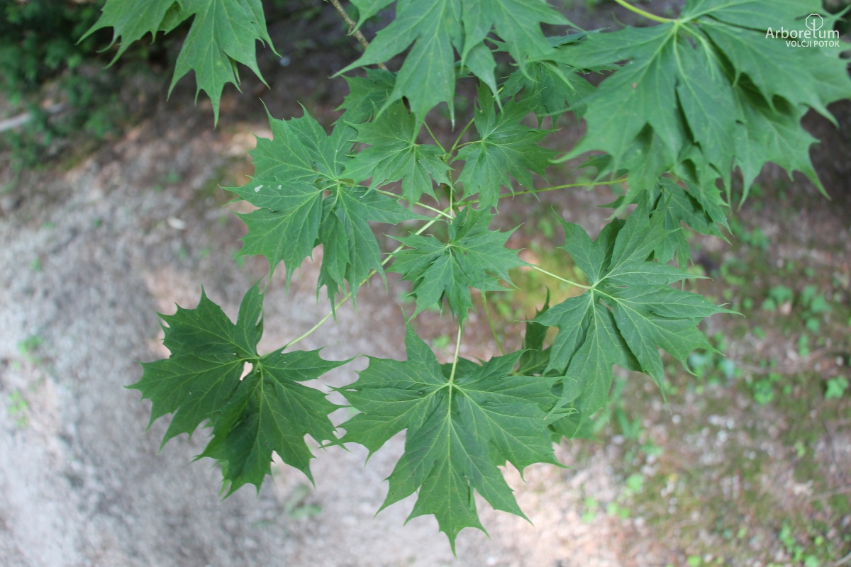 K-2-135_Acer platanoides ‘Dissectum’_v5