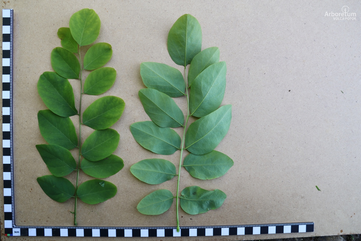 K-2-36_Robinia pseudoacacia ‘Umbraculifera’_l5