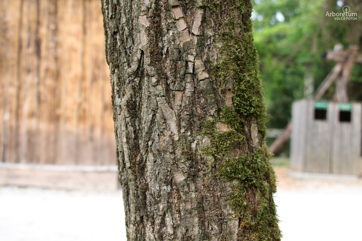 K-2-40_Robinia pseudoacacia ‘Umbraculifera’_d