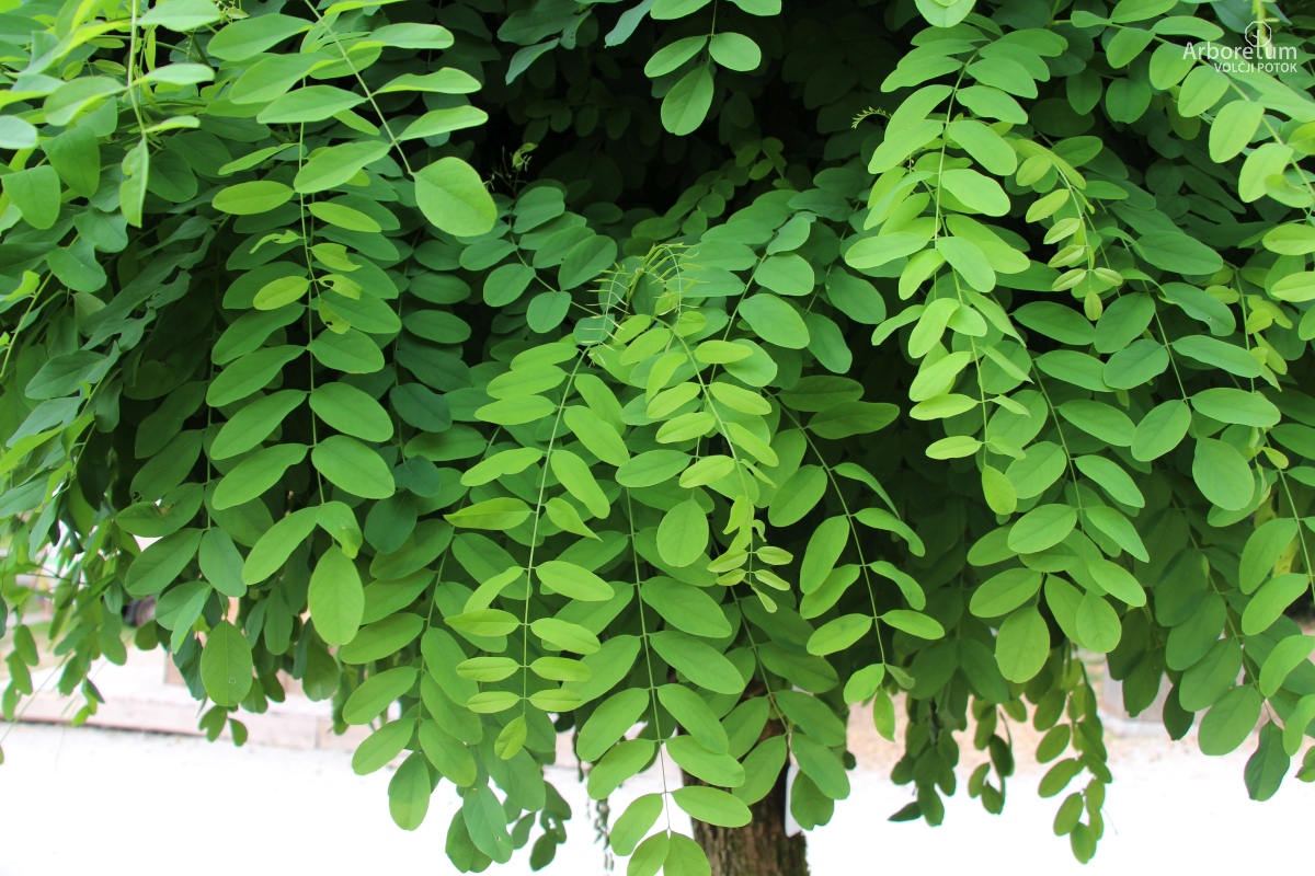 K-2-40_Robinia pseudoacacia ‘Umbraculifera’_v